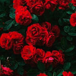 A thumbnail of a red rose bush.