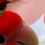 A cropped thumbnail of a red parakeet's head.