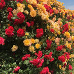 A thumbnail of a red and yellow rose bush. Click to access by B-Y-F page.