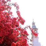 A thumbnail of a flowering red tree under a white sky.