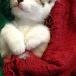 A thumbnail of a cat under a red blanket. Click to access my extras page.