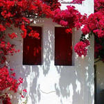 A thumbnail of a white house with flowering red trees around it.