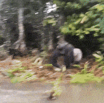 A gif of a gorilla walking up to a boat, looking both ways, splashing the camera, then running away, in an almost taunting way.